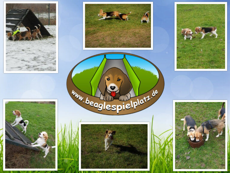 Beagle Spielplatz